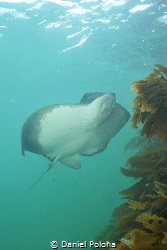 Eagle ray Myliobatis tenuicaudatus in Goat Island Marine ... by Daniel Poloha 